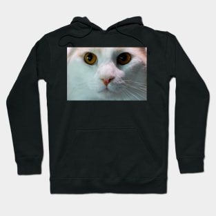 Cat up Close Hoodie